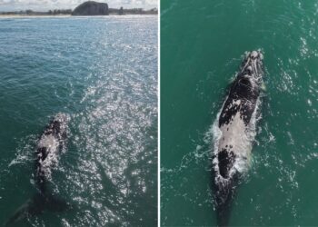 VÍDEO: Baleias-francas são vistas no mar de Torres, no RS; espécie está ameaçada de extinção