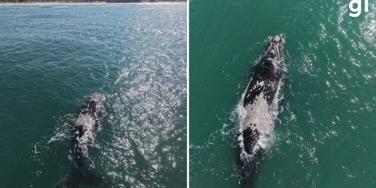 VÍDEO: Baleias-francas são vistas no mar de Torres, no RS; espécie está ameaçada de extinção