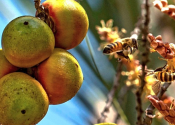 Você sabe o que significa 'cair os butiás do bolso'? Fruto que inspirou gíria é usado em cachaças, artesanato e virou até nome de cidade no RS