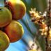 Você sabe o que significa 'cair os butiás do bolso'? Fruto que inspirou gíria é usado em cachaças, artesanato e virou até nome de cidade no RS