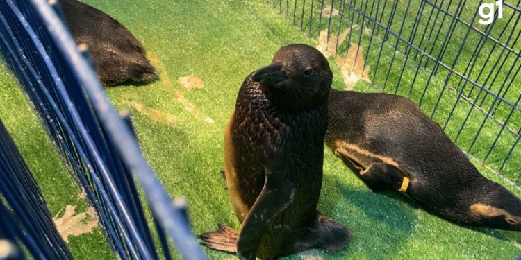 Pinguins são resgatados cobertos por óleo no RS; 18 animais estão em reabilitação