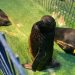 Pinguins são resgatados cobertos por óleo no RS; 18 animais estão em reabilitação