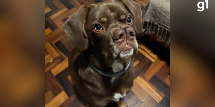 Pug gigante ou labrador-caramelo? Cachorro com 'dois narizes' chama atenção e tutora faz 'tour' pelo pet para matar curiosidade de seguidores