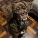 Pug gigante ou labrador-caramelo? Cachorro com 'dois narizes' chama atenção e tutora faz 'tour' pelo pet para matar curiosidade de seguidores